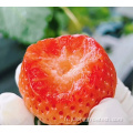 Greenhouse de la ferme de conteneurs aux fraises avec agriculture verticale